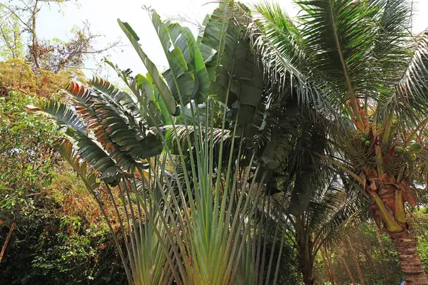 Wuzhizhou Adası 'ndaki Strelitziaceae, Sanya Şehri, Hainan ili, Chin