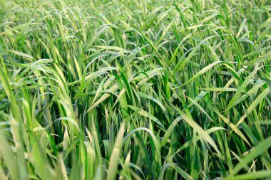 Tarlada buğday, fotoğrafa yakın çekim.