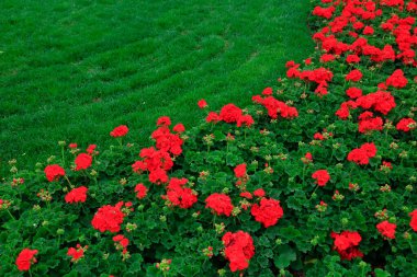 Sardunya çiçekleri, fotoğrafın yakın çekimi.