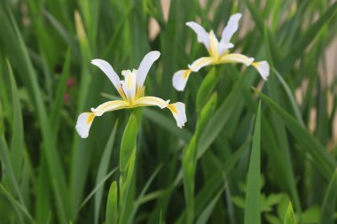 İris çiçekleri, yakın plan fotoğraf.