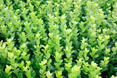 Küçük Çin koli dalları.