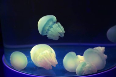 Akvaryumdaki denizanasının yakın görüntüsü