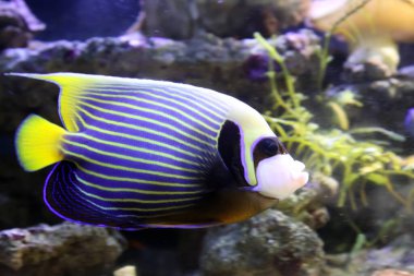 Pomacanthus yetkilendiricisinin yakın görüntüsü