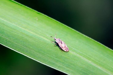 Tingidae böcekleri doğadaki bitkilerde