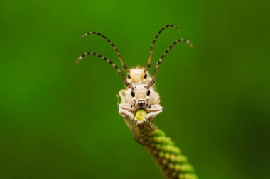 Yeşil yapraklı uzun mısır