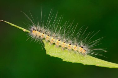 Yeşil yapraklı tırtıl, fotoğrafa yakın çekim.