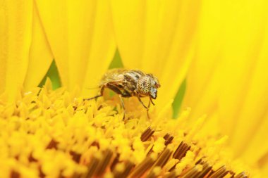 Eristalis arvorum doğadaki bitki üzerine