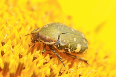 Vahşi doğada yeşil yapraklı saman.