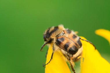 Trichiidae böcekleri doğadaki bitkilerde