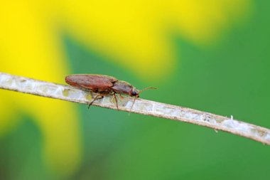toka böcekleri üzerinde vahşi yaprak yeşil