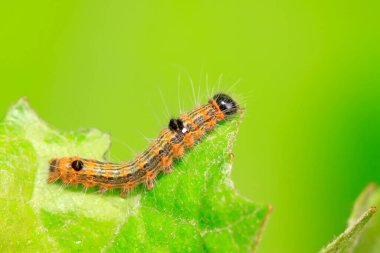 Güve böcekleri yabandaki bitkilerde