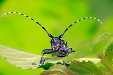 Yeşil yapraklı uzun mısır