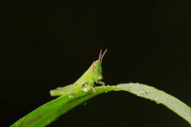 Oxyachinensis perileri doğadaki bitkiler üzerinde