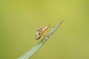 Kokuşmuş böcek doğadaki bitkinin üzerinde