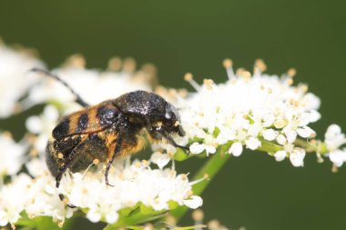 Trichiidae böcekleri doğadaki bitkilerde