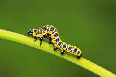 Vahşi doğada yeşil yaprağın üzerindeki boynuzlu kardeşlik.