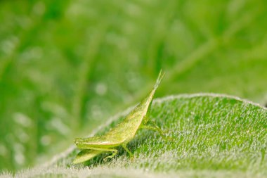 Atractomorpha sinensis Bolvar doğadaki bitki üzerine