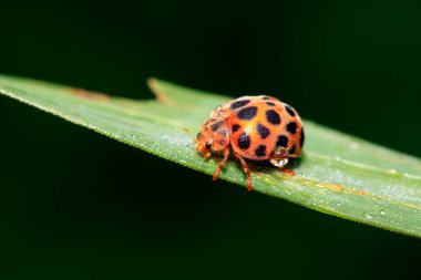Epilachna vigintioctopunctata doğadaki bitki üzerinde