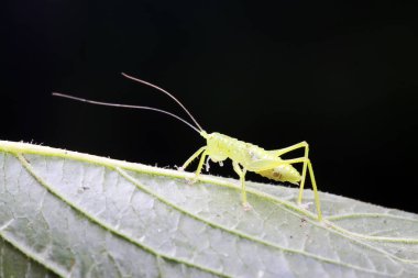 Uzun boynuzlu çekirgeler, yeşil yapraklı periler, fotoğrafın yakın çekimi.