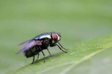 Calliphora Vicina vahşi doğadaki bitki üzerinde, fotoğrafa yakın çekim