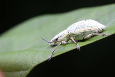 Buğday bitkisi vahşi doğada, fotoğrafa yakın.