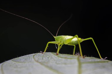 Uzun boynuzlu çekirgeler, yeşil yapraklı periler, fotoğrafın yakın çekimi.