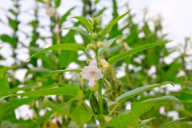 Susam tohumu kapsülü ve çiçekler