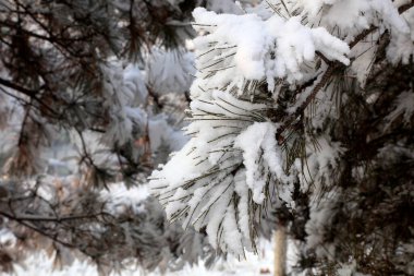 Karda çam, fotoğrafa yakın çekim.