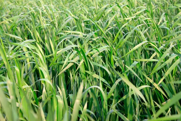 Tarlada buğday, fotoğrafa yakın çekim.