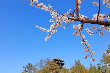 Park alanı manzarası, fotoğrafa yakın çekim.