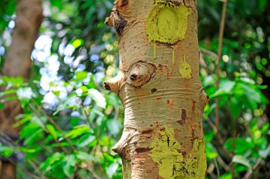 Sosis ağaçları Sivilce şalı
