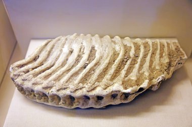 Ivory fossils in the Museu