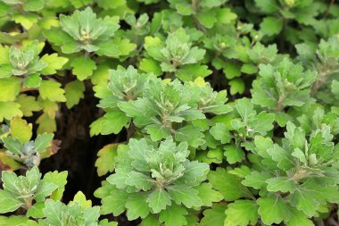 Kasımpatı botanik gardında yapraklar bırakır.