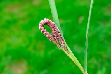 Reed şişkinlik, fotoğrafa yakın çekim.