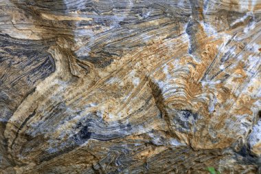 Anka kuşunun doğal dokusu