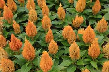 Botanik bahçesinde horoz tarağı tüy, Chines