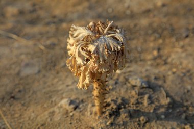 Kuru bir Brassica planı