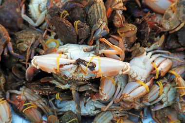 Yığınla yengeç, fotoğrafa yakın çekim