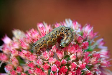Insects on Sedum Flowers
