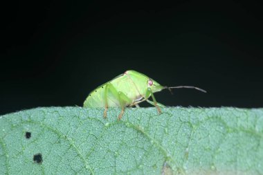 Yeşil yapraklı pis böcek, Kuzey Çin