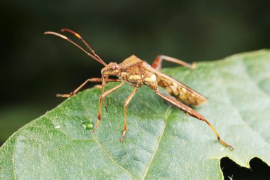 Yeşil yapraklı pis böcek, Kuzey Çin
