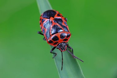 Yeşil yapraklı pis böcek, Kuzey Çin