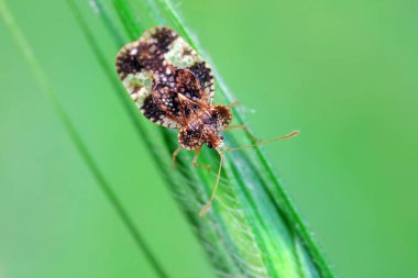 Yeşil yapraklı pis böcek, Kuzey Çin