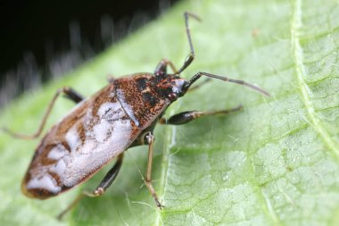 Yeşil yapraklı pis böcek, Kuzey Çin