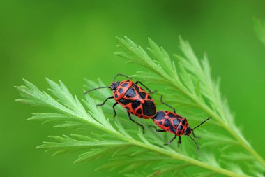 Yeşil yapraklı pis böcek, Kuzey Çin