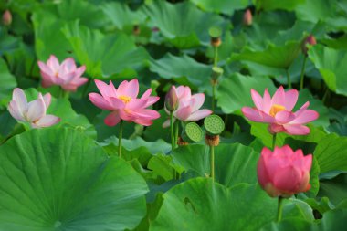 Güzel pembe lotus, yakın plan fotoğraflar.