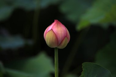 Kuzey Çin 'deki bir gölette Lotus.