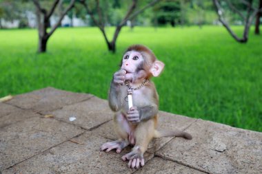 Evcil maymunlar bir kaya platformunda oynuyor.