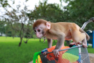 Evcil maymunlar bisikletle oynar