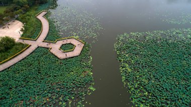 Su gölünde ağaç yaprağı ve nilüfer yaprağı, Luannan County, Hebei Eyaleti, Çin